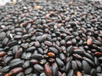 自然栽培紫黒米