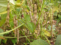 自然栽培大納言小豆