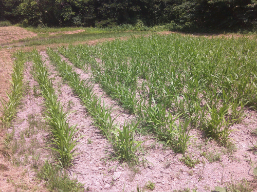 自然栽培はとむぎ