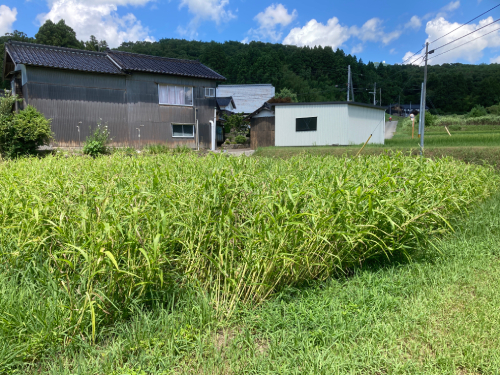 自然栽培はとむぎ