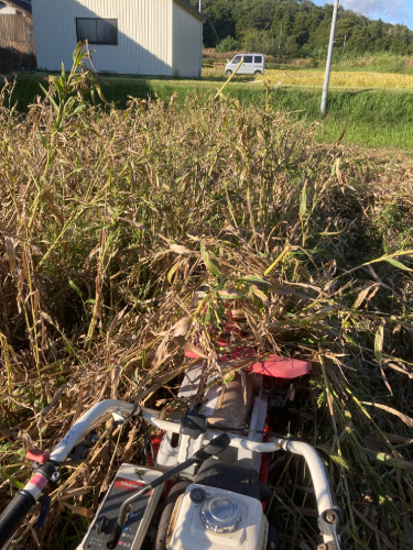 自然栽培はとむぎ