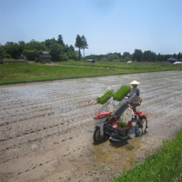 田植